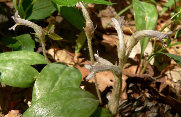 {Aphyllon uniflorum}